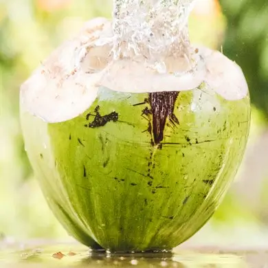 homepage Coconut Splash